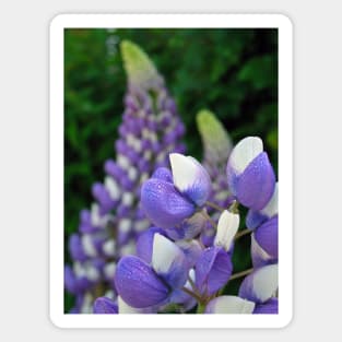 Lupins Magnet